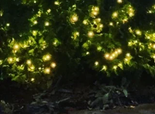 services-seasonal